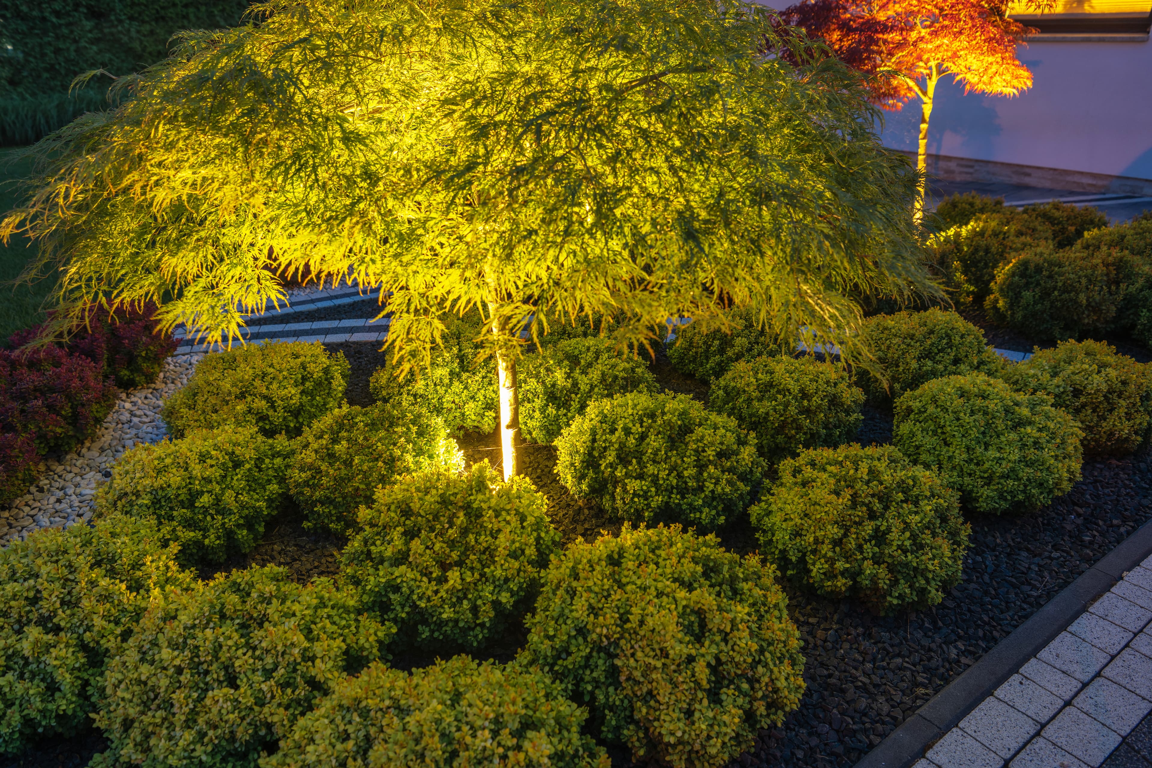 Landscape lighting uplighting a Japanese maple tree at dusk