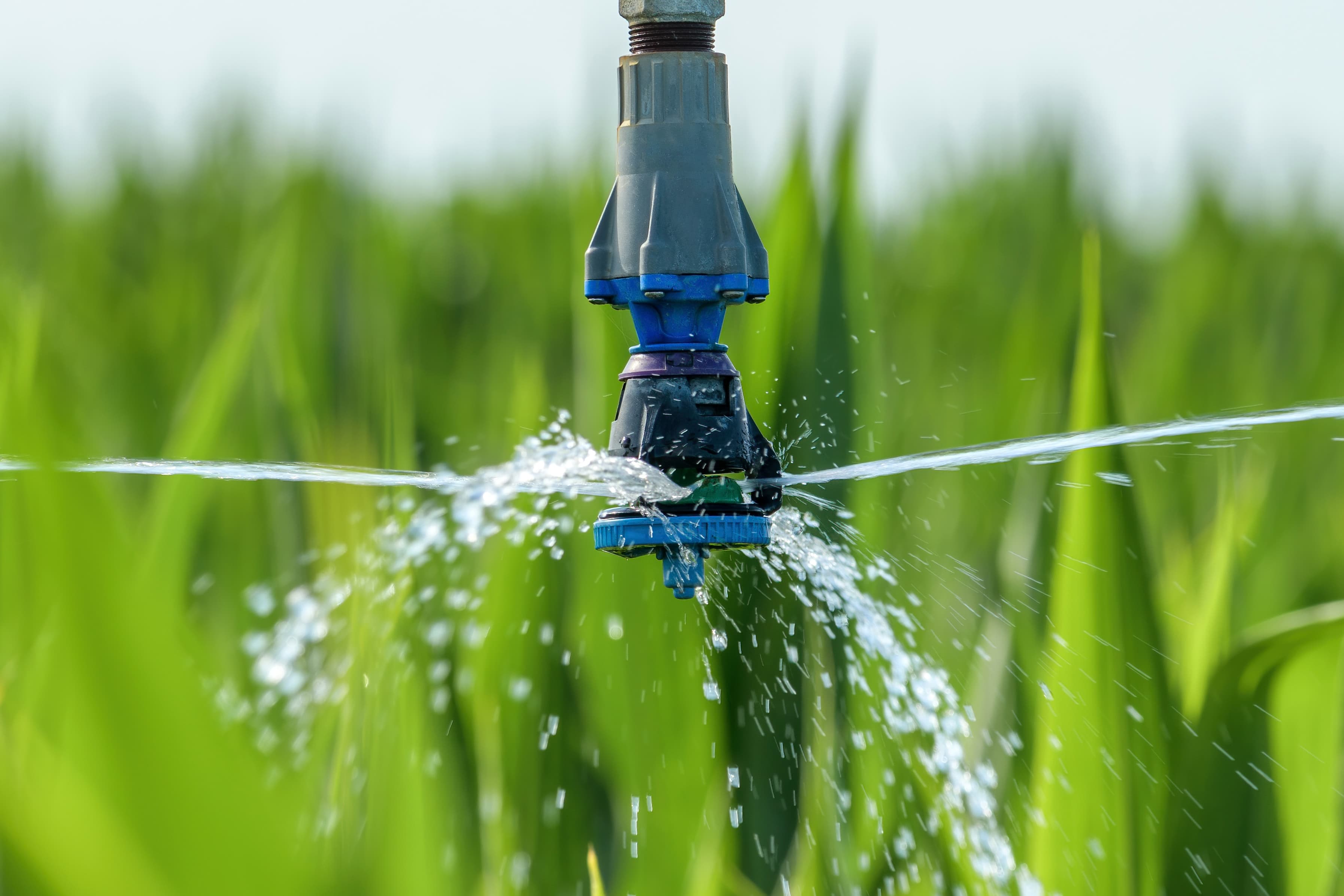 Close-up of a micro-spray irrigation head watering a lush green lawn